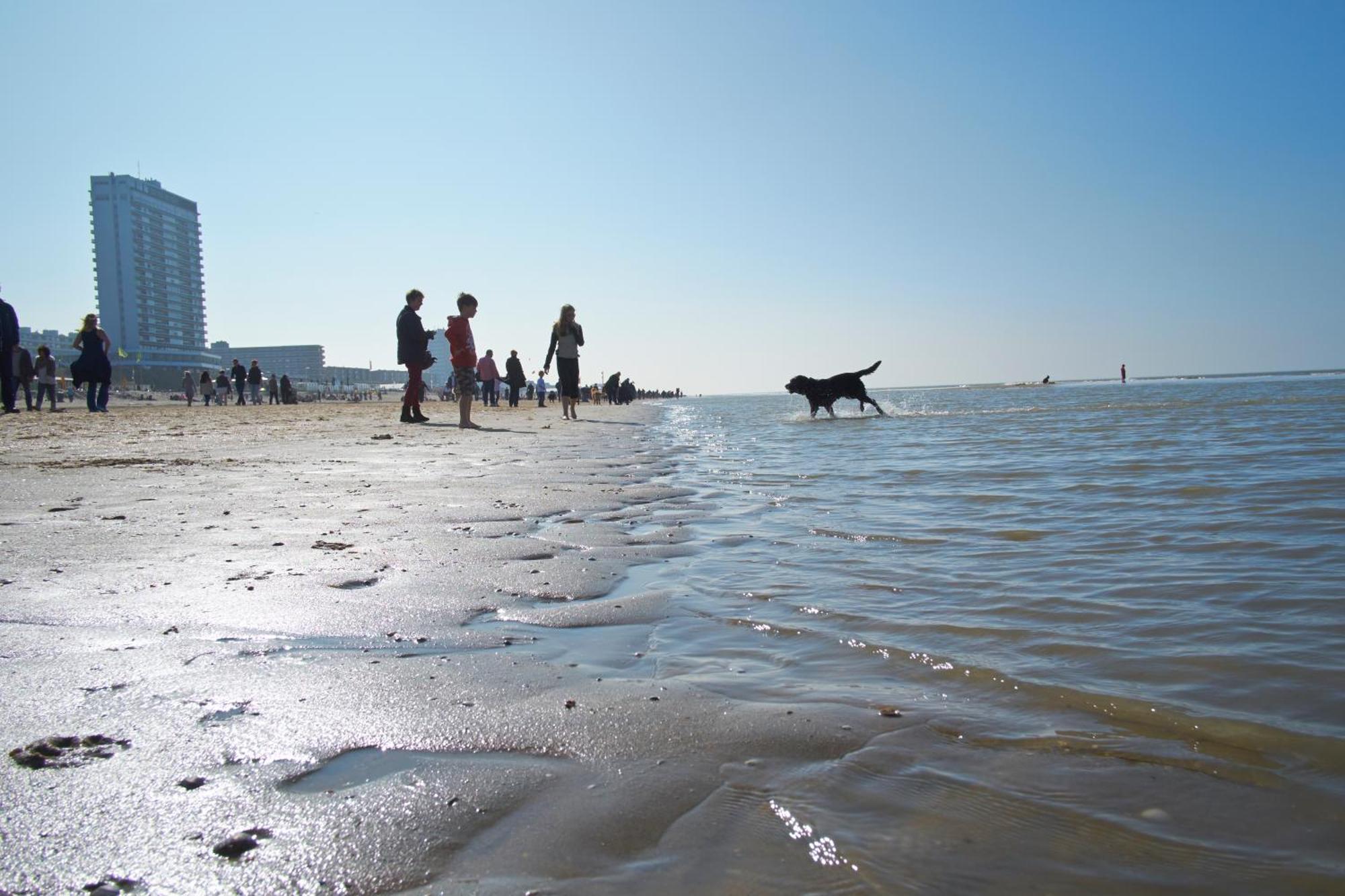 Familie Zwinkels Daire Zandvoort Dış mekan fotoğraf